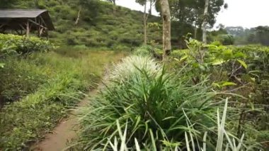 beautiful mountain natural scenery hilly nature panorama, with forest of tall green trees and green slopes under cloudy blue sky in daytime