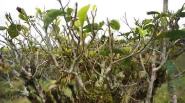 beautiful mountain natural scenery hilly nature panorama, with forest of tall green trees and green slopes under cloudy blue sky in daytime