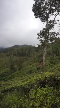  beautiful vertical video portrait beautiful mountain natural scenery hilly nature panorama, with forest of tall green trees and green slopes under cloudy blue sky in daytime