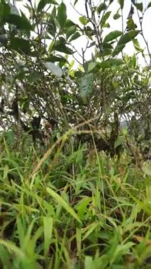  beautiful vertical video portrait beautiful mountain natural scenery hilly nature panorama, with forest of tall green trees and green slopes under cloudy blue sky in daytime