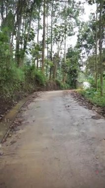 beautiful vertical video portrait beautiful mountain natural scenery hilly nature panorama, with forest of tall green trees and green slopes under cloudy blue sky in daytime