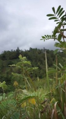 beautiful vertical video portrait beautiful mountain natural scenery hilly nature panorama, with forest of tall green trees and green slopes under cloudy blue sky in daytime