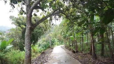 beautiful mountain natural scenery hilly nature panorama, with forest of tall green trees and green slopes under cloudy blue sky in daytime