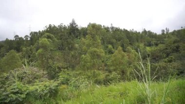 beautiful mountain natural scenery hilly nature panorama, with forest of tall green trees and green slopes under cloudy blue sky in daytime