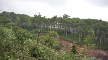 Cikuray Dağı 'nın yamaçlarındaki plantasyon tepelerinde doğal atmosferi geziyorum.