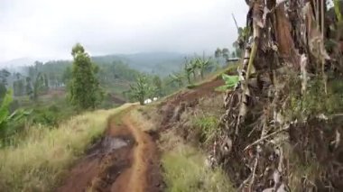 Cikuray Dağı 'nın yamaçlarındaki plantasyon tepelerinde doğal atmosferi geziyorum.