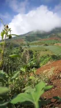 beautiful vertical video portrait beautiful mountain natural scenery hilly nature panorama, with forest of tall green trees and green slopes under cloudy blue sky in daytime