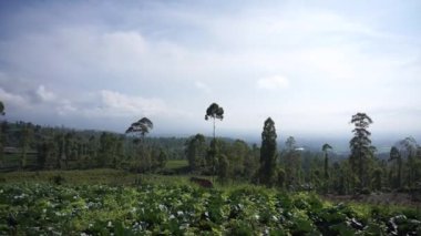 Güzel dağ doğal manzarası panoramik tepeler doğa ve uzun yeşil ağaçlardan oluşan orman ve gün boyunca bulutlu mavi gökyüzünün altında yeşil tarlalar.