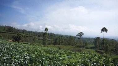 Güzel dağ doğal manzarası panoramik tepeler doğa ve uzun yeşil ağaçlardan oluşan orman ve gün boyunca bulutlu mavi gökyüzünün altında yeşil tarlalar.