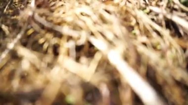 Güzel dağ doğal manzarası panoramik tepeler doğa ve uzun yeşil ağaçlardan oluşan orman ve gün boyunca bulutlu mavi gökyüzünün altında yeşil tarlalar.