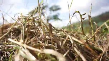 Güzel dağ doğal manzarası panoramik tepeler doğa ve uzun yeşil ağaçlardan oluşan orman ve gün boyunca bulutlu mavi gökyüzünün altında yeşil tarlalar.