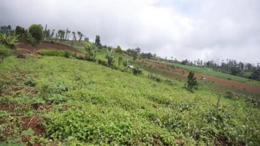 Güzel dağ doğal manzarası panoramik tepeler doğa ve uzun yeşil ağaçlardan oluşan orman ve gün boyunca bulutlu mavi gökyüzünün altında yeşil tarlalar.