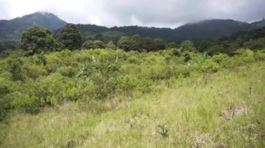 Güzel dağ doğal manzarası panoramik tepeler doğa ve uzun yeşil ağaçlardan oluşan orman ve gün boyunca bulutlu mavi gökyüzünün altında yeşil tarlalar.