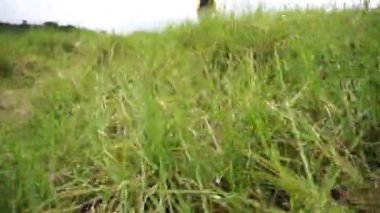 Güzel dağ doğal manzarası panoramik tepeler doğa ve uzun yeşil ağaçlardan oluşan orman ve gün boyunca bulutlu mavi gökyüzünün altında yeşil tarlalar.