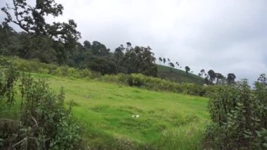 Güzel dağ doğal manzarası panoramik tepeler doğa ve uzun yeşil ağaçlardan oluşan orman ve gün boyunca bulutlu mavi gökyüzünün altında yeşil tarlalar.