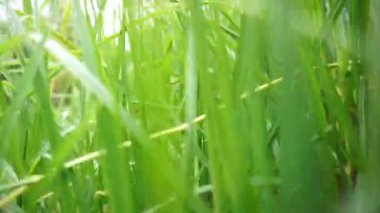 Güzel dağ doğal manzarası panoramik tepeler doğa ve uzun yeşil ağaçlardan oluşan orman ve gün boyunca bulutlu mavi gökyüzünün altında yeşil tarlalar.