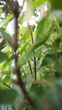 Güzel dikey görüntü portresi doğal manzara dağları doğal panorama tepeleri ve yüksek yeşil ağaçlardan oluşan orman ve bulutlu mavi gökyüzünün altında yeşil tarlalar.