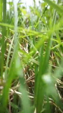 Güzel dikey görüntü portresi doğal manzara dağları doğal panorama tepeleri ve yüksek yeşil ağaçlardan oluşan orman ve bulutlu mavi gökyüzünün altında yeşil tarlalar.