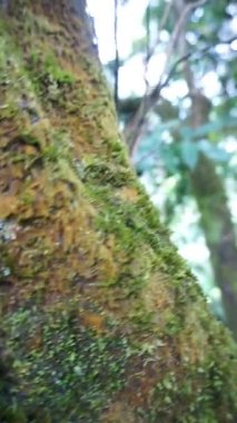 Güzel dikey görüntü portresi doğal manzara dağları doğal panorama tepeleri ve yüksek yeşil ağaçlardan oluşan orman ve bulutlu mavi gökyüzünün altında yeşil tarlalar.