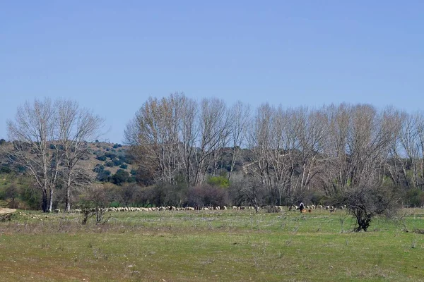 Rural Image Shepherd His Flock Sheep Quijorna Madrid Spain Rural — Stock Photo, Image