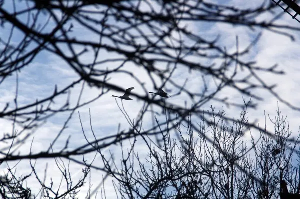バルナクルガチョウ Branta Leucopsis スウェーデンのマルモにある王の公園を飛ぶ障害物 — ストック写真