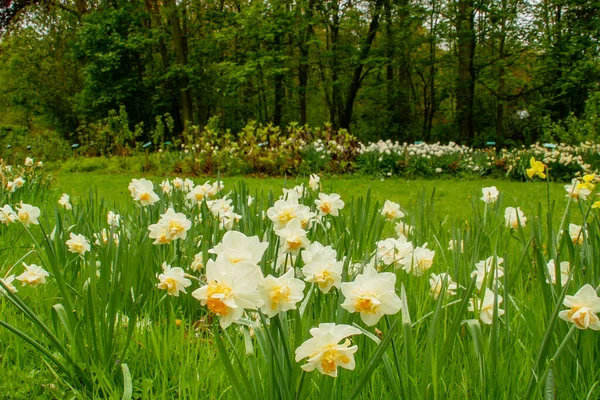 比利时Lennik的Gaasbeek城堡公园里的水仙花 一个花园的自然美脱颖而出的地方 令人心旷神怡 — 图库照片