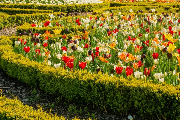 Bunte Garten Ein Sonniger Tag Blühen Von Hübschen Bunten Tulpen — Stockfoto