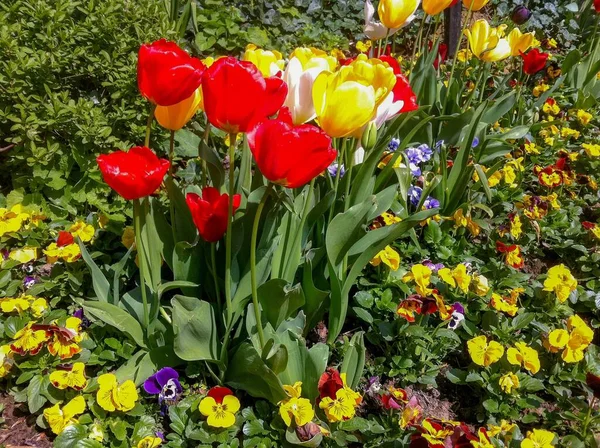 Bunte Tulpen Und Violen Einem Park Brüssel Belgien Blumenbeet Garten — Stockfoto