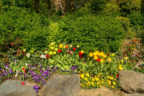 Parterre Jardín Día Soleado Coloridos Tulipanes Violas Parque Bruselas Bélgica — Foto de Stock