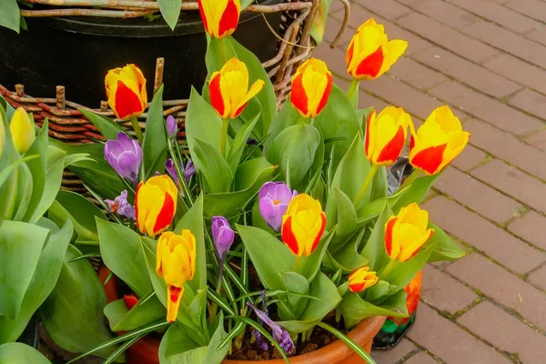 Flower Pots Tulips Streets Amsterdam Holland Traditional Tulips Adorn Streets — Stock Photo, Image