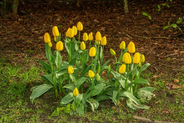Gelbe Tulpen Vondelpark Englisch Vondel Park Amsterdam Niederlande Gelbe Blumen — Stockfoto
