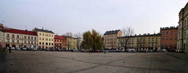 Willow Tree Wolnica Square Krakow 주위에 주차되어 자동차와 비둘기들 이나무 — 스톡 사진