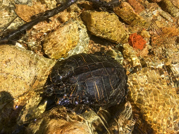 The red-eared slider (Trachemys scripta elegans), also known as the red-eared terrapin, is a semiaquatic turtle. This picture is from Manzanares river in Madrid, Spain, where is an invasive species.
