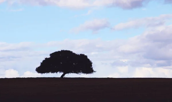 Μοναχικό Δέντρο Στον Ορίζοντα Σιλουέτα Βελανιδιάς Στα Χωράφια Της Ανδαλουσίας — Φωτογραφία Αρχείου