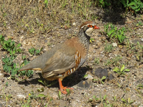 Perdiz Patas Rojas Alectoris Rufa Las Inmediaciones Ciudad Tejeda Isla — Foto de Stock