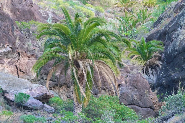 Palmeira Canária Phoenix Canariensis Desfiladeiro Mogan Ilha Gran Canaria Espanha — Fotografia de Stock