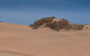 İspanya 'nın Gran Canaria Adası' ndaki Maspalomas plajında çalılıklar. Çöl ve kıyı manzarası rüzgarın kum üzerindeki etkisiyle tasarlandı..