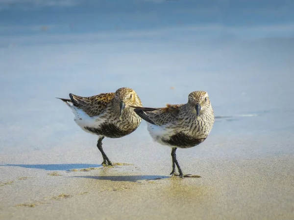 Nice Couple Dunlins Calindris Alpina Summer Plumage Maspalomas Beach Gran — Stock Photo, Image