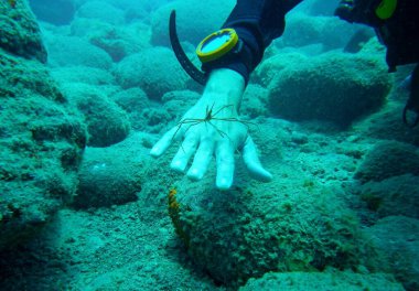 Ok yengeci (Stenorhynchus lanceolatus), dalgıç elinin üzerindeki Örümcek Yengeci olarak da bilinir. Puerto Mogan 'da dalış, Kanarya Adaları, İspanya.
