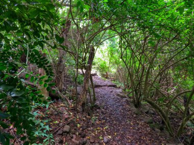 Subtropical vegetation on the Los Tilos de Moya trail, on the island of Gran Canaria, Spain. Lush vegetation that grows on the north side of the island. Protected area as a Special Nature Reserve. clipart