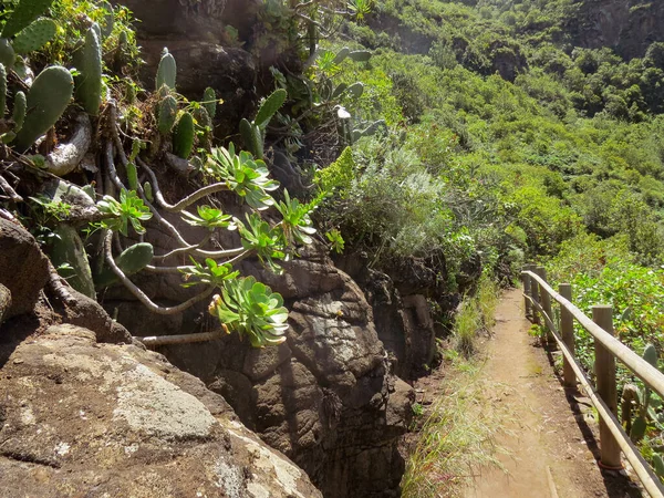Subtropical Vegetation Los Tilos Moya Trail Island Gran Canaria Spain — Stock Photo, Image