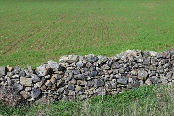 Steinzaun Eines Getreidefeldes Auf Dem Das Getreide Wachsen Beginnt Ländliche — Stockfoto