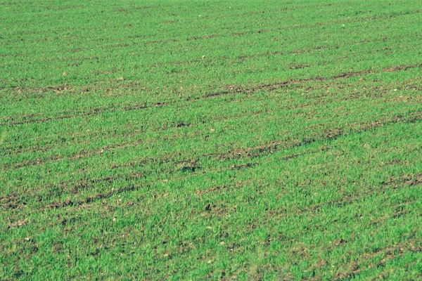 Campo Cultivo Donde Cereal Comienza Crecer Paisaje Rural Extensas Tierras —  Fotos de Stock