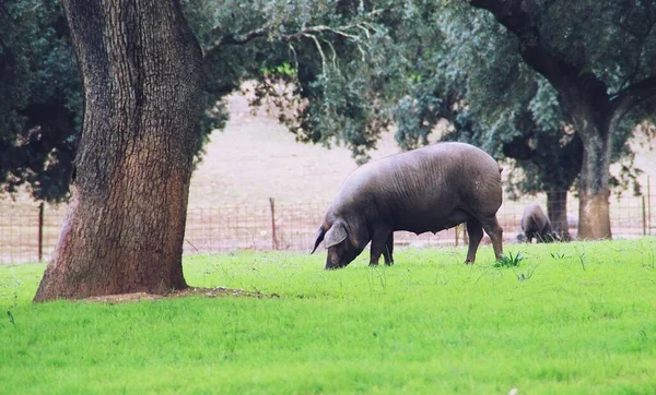 Cerdo Ibérico Dehesa Extremadura Buscando Bellotas Las Encinas Cerdos Otoño — Foto de Stock