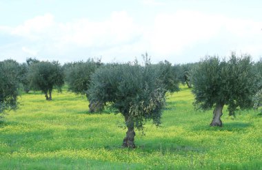 Mourao zeytinliği, Portekiz 'deki N-385' in yanında. Zeytin ağaçları olgun zeytinlerle dizilmiş ve Kasım 'da toplanmaya hazırlar..
