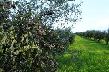 Mourao zeytinliği, Portekiz 'deki N-385' in yanında. Zeytin ağaçları olgun zeytinlerle dizilmiş ve Kasım 'da toplanmaya hazırlar..