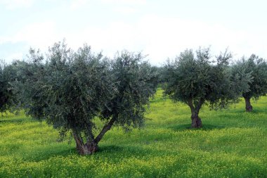 Mourao zeytinliği, Portekiz 'deki N-385' in yanında. Zeytin ağaçları olgun zeytinlerle dizilmiş ve Kasım 'da toplanmaya hazırlar..
