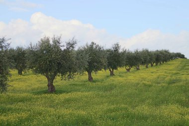 Mourao zeytinliği, Portekiz 'deki N-385' in yanında. Zeytin ağaçları olgun zeytinlerle dizilmiş ve Kasım 'da toplanmaya hazırlar..