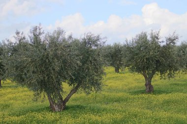 Mourao zeytinliği, Portekiz 'deki N-385' in yanında. Zeytin ağaçları olgun zeytinlerle dizilmiş ve Kasım 'da toplanmaya hazırlar..