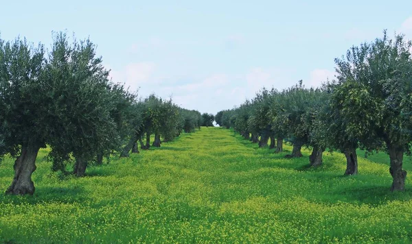Oliveto Mourao Vicino Alla 385 Portogallo Olivi Allineati Con Olive — Foto Stock